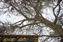 Tree, Tree Removal Services in Denver, CO