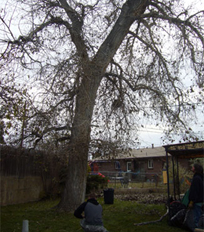 Tree, Tree Removal Services in Denver, CO
