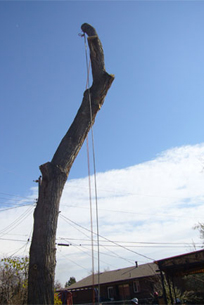 Tree Removal