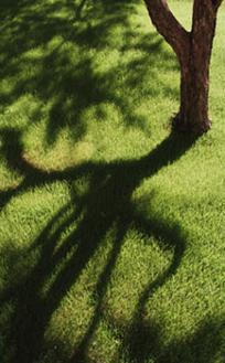 Tree, Pest Control Services in Denver, CO