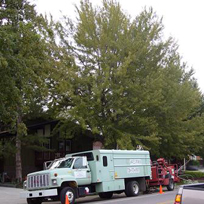 Tree, Pest Control Services in Denver, CO