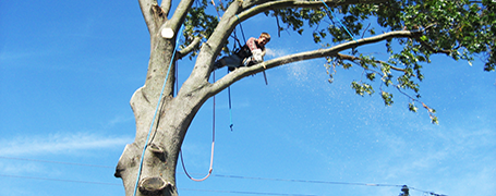 tree-trimming